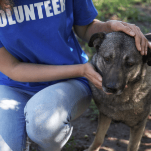 A picture of a person wearing blue jeans and a blue tshirt with the word VOLUNTEER printed across the shirt in white petting a brown and black dog that is sitting on the ground.