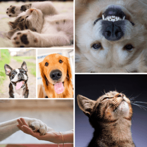 a photo collage consisting of 2 cats, 3 dogs and a hand holding a dog's paw