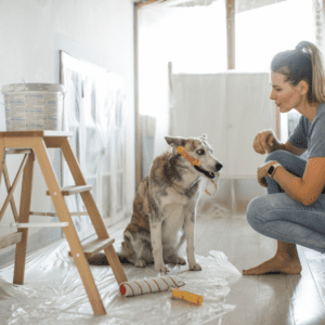 A photo of a white, gray and brown dog sitting on a piece of clear plastic, holding a paint roller in it's mouth. A lady wearing a blue shirt and blue jeans is squatted next to the dog. A brown wooden 3 step stool is to the left of the dog. 