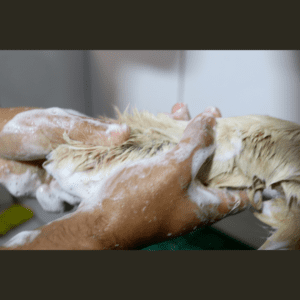 A photo of a dogs paw being washed with soap.